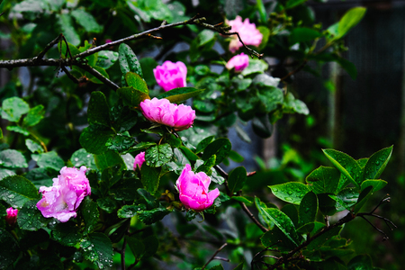 beautiful flowers with drops on the leavesの写真素材