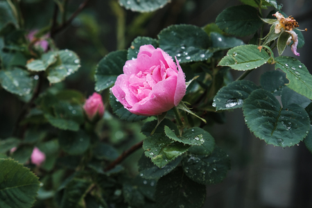 beautiful flowers with drops on the leavesの写真素材
