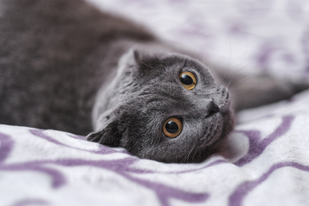 beautiful portrait of a Scottish fold catの写真素材