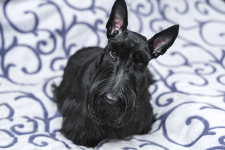 beautiful portrait of a funny Scotch Terrierの写真素材