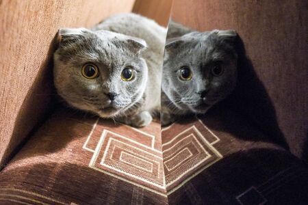 beautiful portrait of a Scottish fold catの写真素材