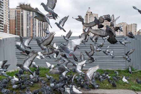 the flock of pigeons took off at close rangeの写真素材