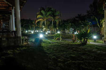 palm trees by the light of lanterns at nightの写真素材