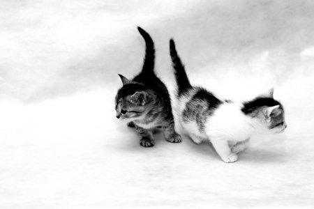 little kittens to which 1,5 month of ageの写真素材