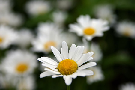 white camomile on a background a green foliage