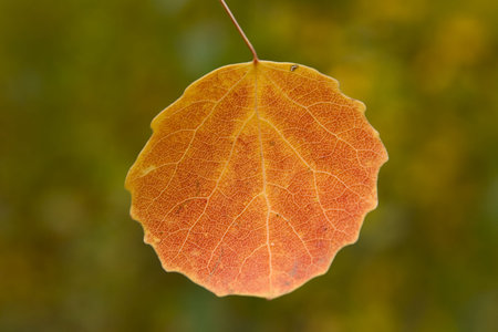 be single withering leaf on a background yet green foliageの写真素材
