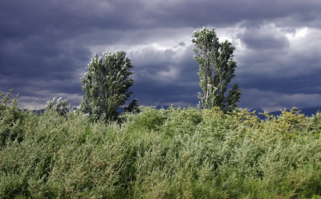 trees and grass, bendings under act of high wind on a background a storm skyの写真素材