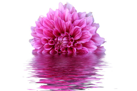 a rose flower is half submerged in water on a white backgroundの写真素材