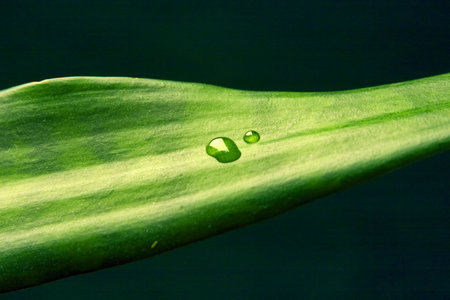 sheet of decorative plant with transparent a drop of water on him