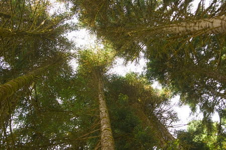 sunlight, breaking through the crowns of high trees