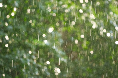 The drops of a rain illuminated by a sunlight on a background of green foliage