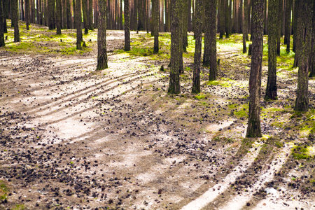 Trunks of trees shined by the morning sun in city parkの写真素材