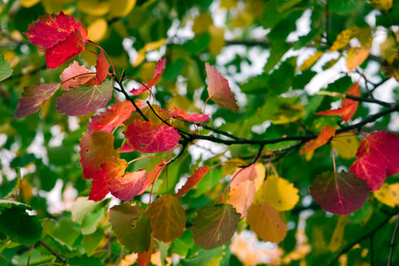 Branch of a tree with on autumn the decked foliage against even green woodの写真素材
