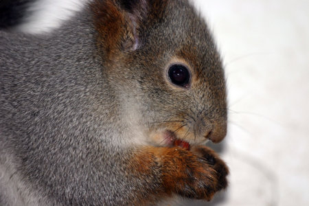 Nice young squirrel sitting and eating a nutの写真素材