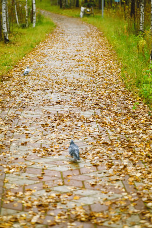 lane covered with yellow foliage in city park in the autumn afternoonの写真素材