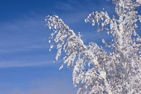 branches of trees covered with white snow in woodの写真素材