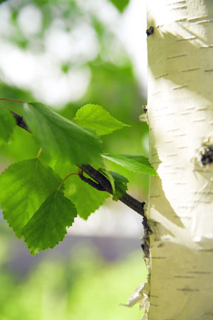 barrel of birch with green young foliage on a background of city park landscapeの写真素材