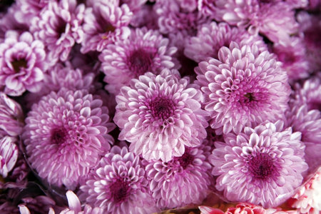 decorative beautiful bouquet of red fresh Chrysanthemumの写真素材