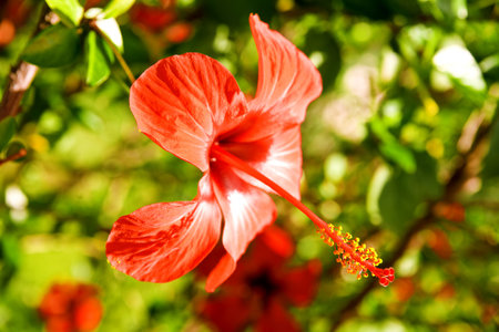 Beautiful red flower against green vegetation in summer day