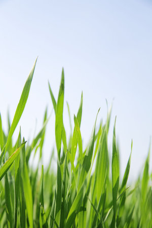 juicy green summer grass on a white backgroundの写真素材