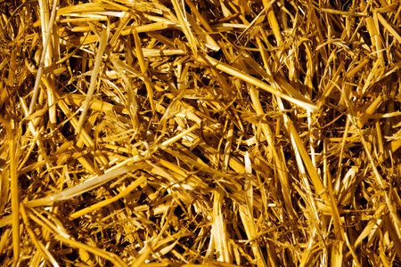 Background from the dry yellow straw which has remained after harvestingの写真素材