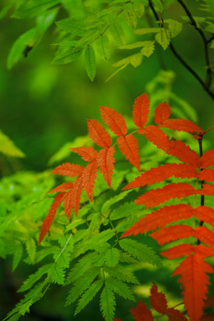 red leaves of bush on a background greenery of city parkの写真素材
