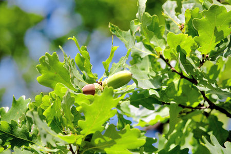 acorns and green leaves of old oak