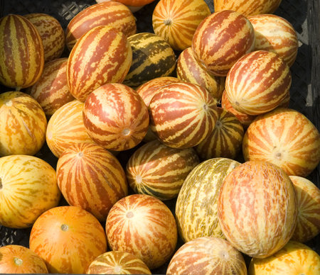 ripe appetizing orange melons as a backgroundの写真素材