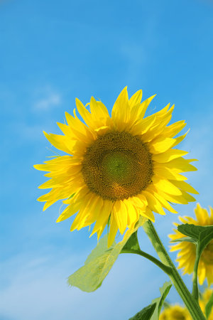 Ripe bright sunflower growing on a farmer field in the late summerの写真素材