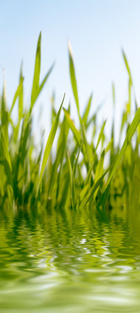 Juicy green grass growing near to water pondの写真素材