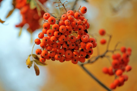 Cluster of a ripe juicy mountain ashの写真素材