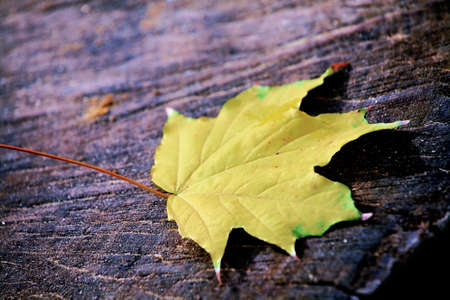Yellow maple leaf lying on a tree cut