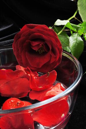 Red rose in an environment of petals dark drape materialの写真素材