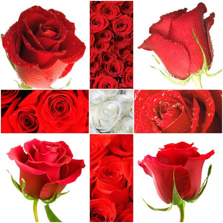 Beautiful red roses in a bouquet and aloneの写真素材