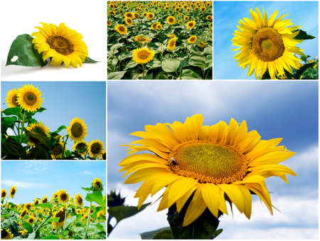 Bright sunflowers against the blue sky in summer dayの写真素材