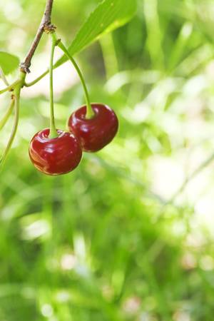 two cherry on a backround of green vegetation
