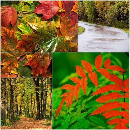 autumn landscape with bright red and yellow leavesの写真素材