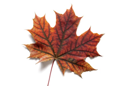 Autumn dry maple leaf on a white background
