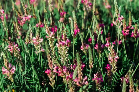 A bee on a sunny day in a beautiful flowering field collects pollen on a pink flowerの写真素材