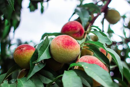 juicy peaches hang on tree branches in a summer garden on a sunny day