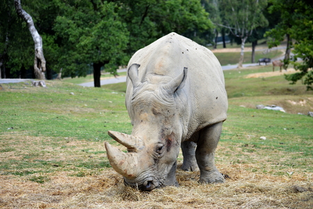 big weight rhino walk on green grass slowly and dangerousの写真素材
