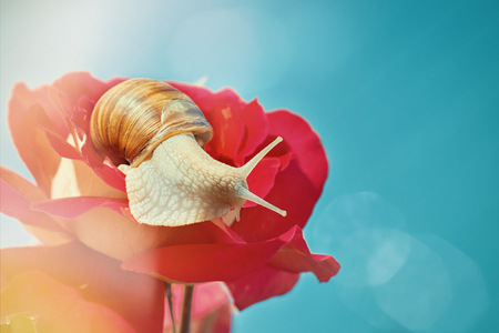 Beautiful snail on a rosebud against a blue sky. sunny day.の写真素材