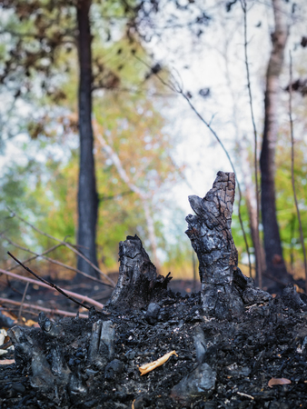 The consequences of forest fires, the ashes of burnt treesの写真素材