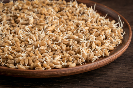 Sprouted wheat seeds in a clay plate.の写真素材