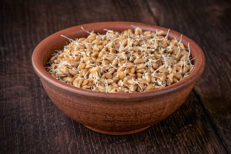 Sprouted wheat seeds in a clay bowl on a wooden table.の写真素材