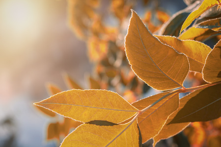 Yellow leaves covered with hoarfrost on a sunny morning.