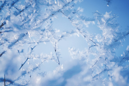 Branches covered with beautiful ice crystals against the blue sky on a bright winter day.の写真素材