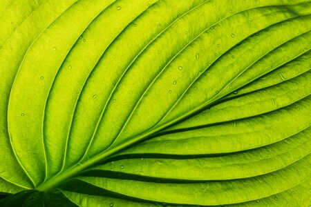 Green leaf texture as background.の写真素材