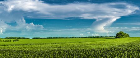 Beautiful panoramic countryside landscape with a field of young wheat and corn against the sky with bizarre cloudsの写真素材