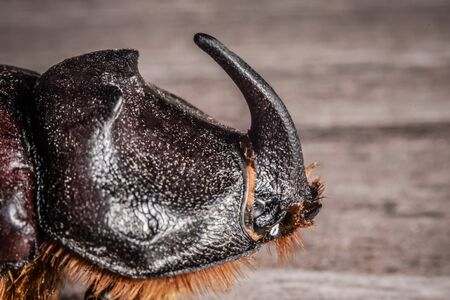 Close up of the head of a rhinoceros beetle with a focus on the horn.の写真素材